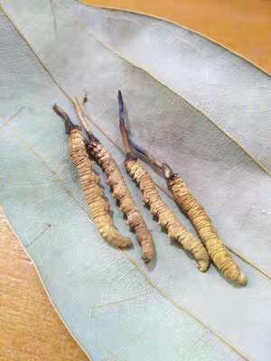 冬虫夏草口服液的功效与作用以及食用方法